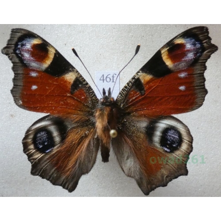 Aglais io (Linnaeus, 1758) Rusałka pawik Czech46f